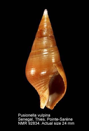 Pusionella vulpina.jpg - Pusionella vulpina (Born,1780)